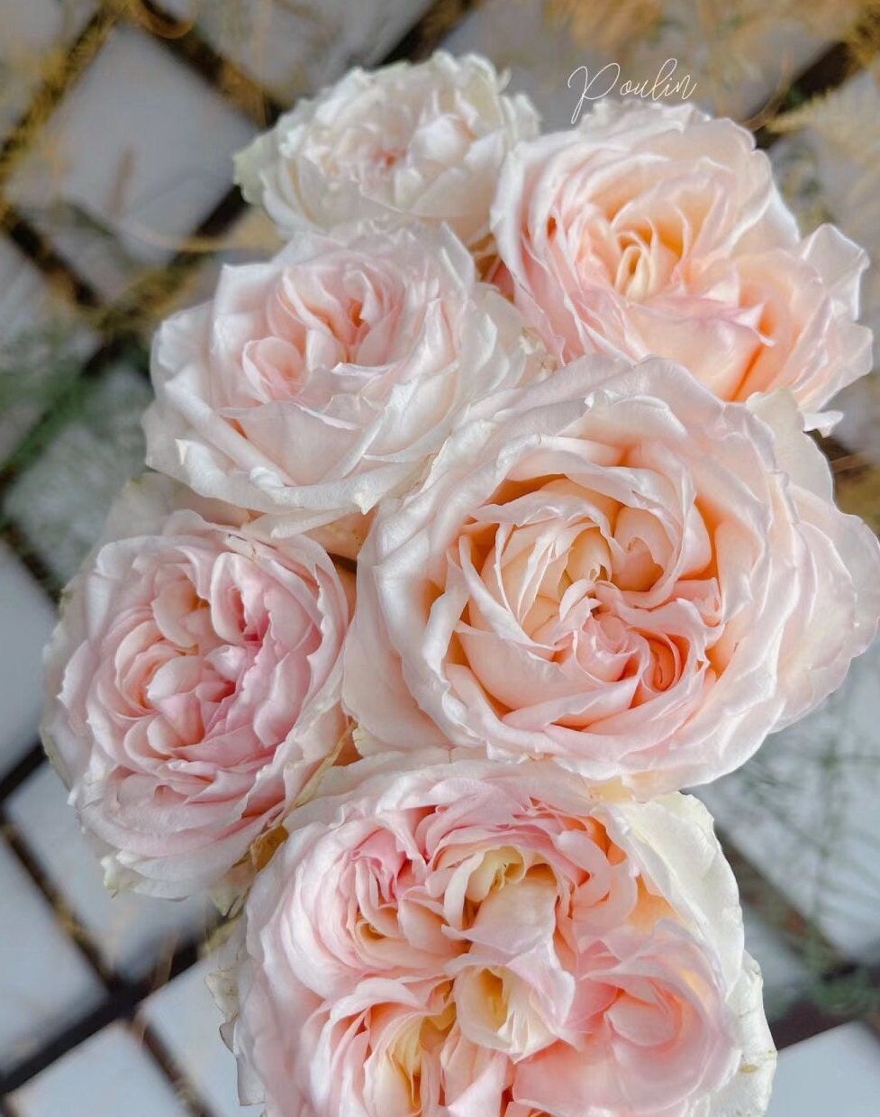 Rose 'Victorian Peach' (维多利亚蜜桃) (1 Gal Live Plant) Shrub Rose