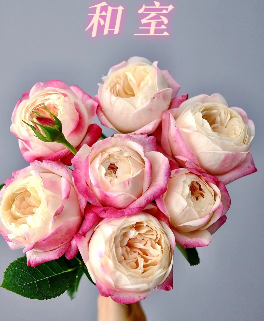 Japanese Rose Washitsu / Heshi (和室) (1 Gal+ Live Plant) Shrub Rose