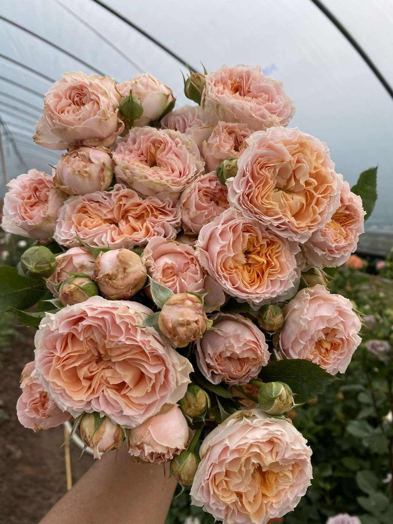Rose 'GA Peach' (格鲁吉亚桃子) (1Gal Live Plant) Shrub Rose