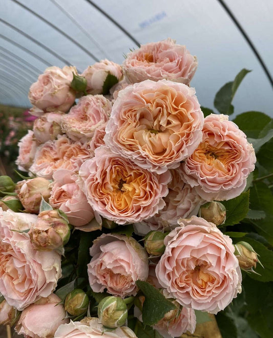 Rose 'GA Peach' (格鲁吉亚桃子) (1Gal Live Plant) Shrub Rose