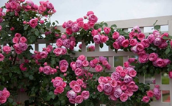 Climbing Rose 'Pomponella' (艾拉绒球) (1Gal+ Live Plant)
