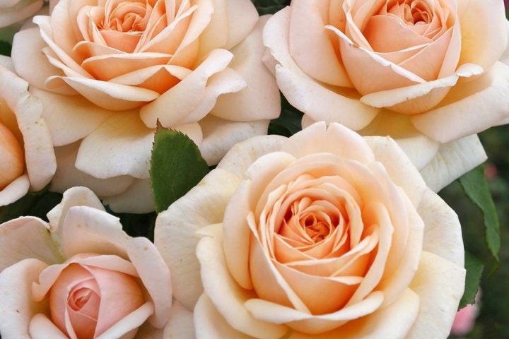 Rose 'Princess Maya' (玛雅公主/夜雨) (1 Gal+ Live Plant) Shrub Rose