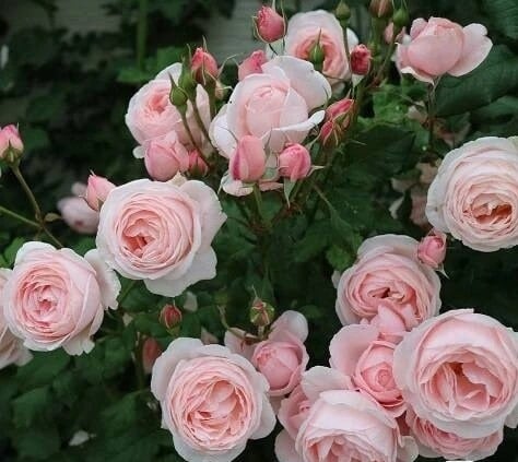 Climbing Rose 'Nahema' (娜河马) (2 Gal Live Plant)