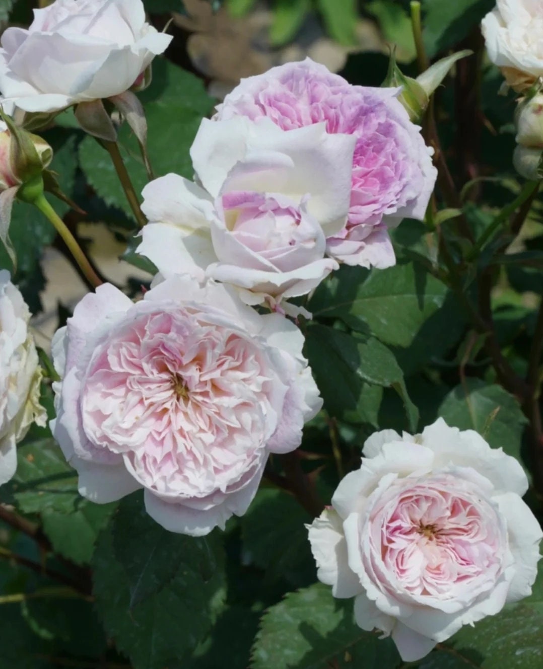 Japanese Rose 'Kirke' (瑟西) (1 Gal+ Live Plant) Shrub Rose