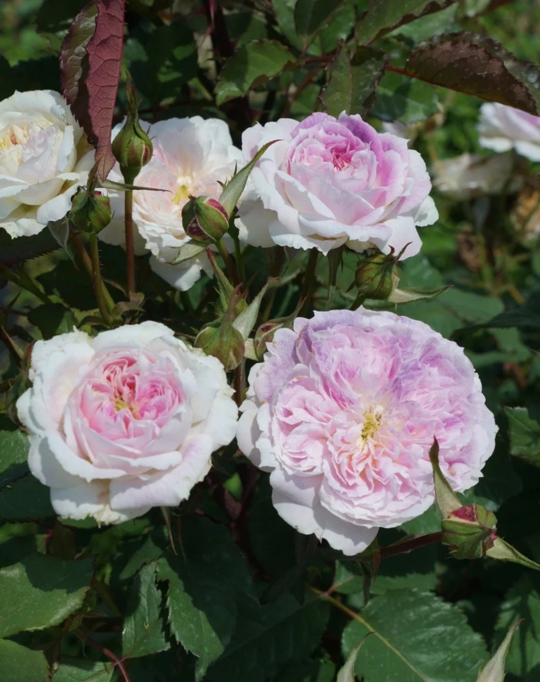 Japanese Rose 'Kirke' (瑟西) (1 Gal+ Live Plant) Shrub Rose