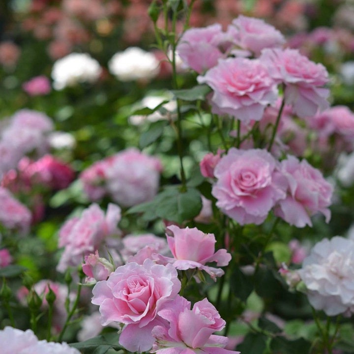 Japanese Rose 'Silent Love' (沉默的爱) (2 Gal+ Live Plant) Shrub Rose