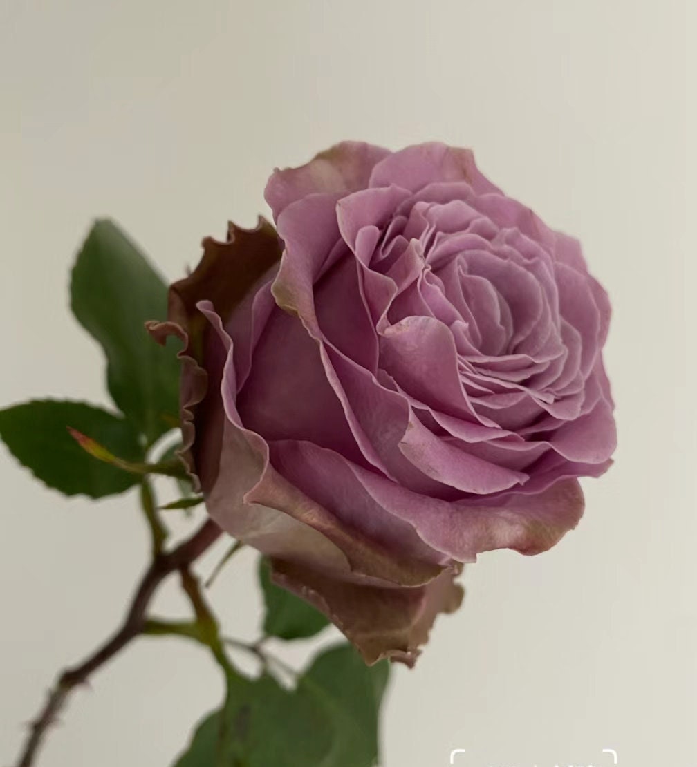 Rose 'Princess Kaori' (香织公主) (1 Gal+ Live Plant) Shrub Rose