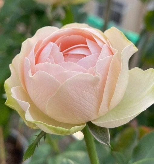 Rose 'Unforgettable' (难忘) (2 Gal Live Plant) Shrub Rose