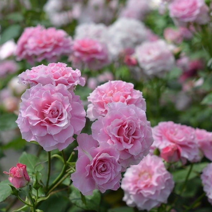 Japanese Rose 'Silent Love' (沉默的爱) (2 Gal+ Live Plant) Shrub Rose