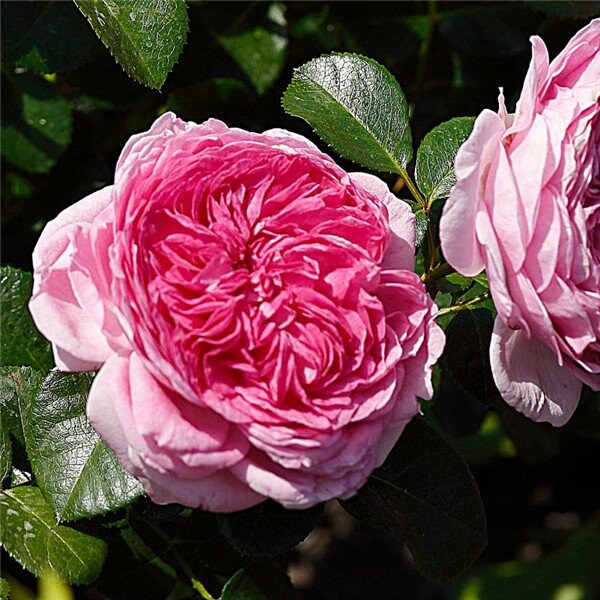 Rose 'Modern Art' (现代艺术) (3 Gal+ Live Plant) Shrub Rose