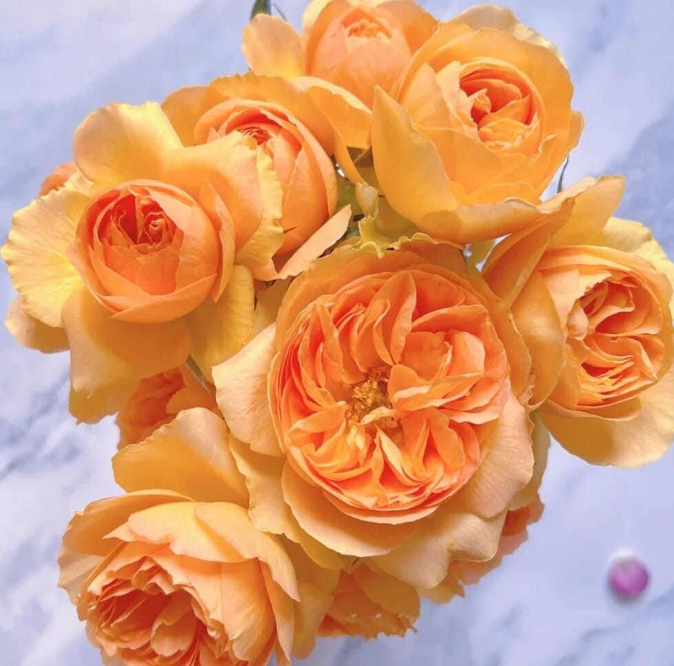 Rose 'Orange Future' (橙色未来) (1 Gal+ Live Plant) Shrub Rose