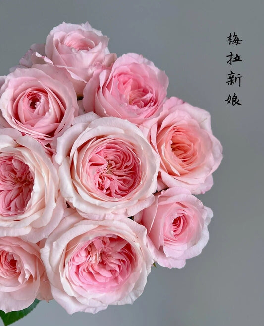 Rose 'Pink Mela Bride' (梅拉新娘) (1Gal Live Plant) Shrub Rose