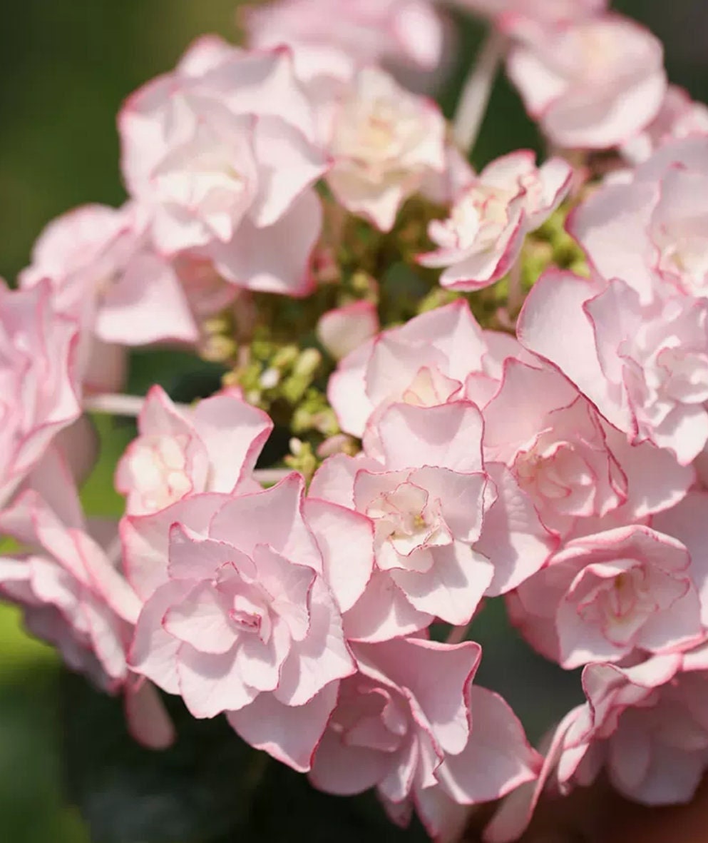 Hydrangea 'Miss Keiko' (惠子小姐) (1 Gal+ Live Plant)