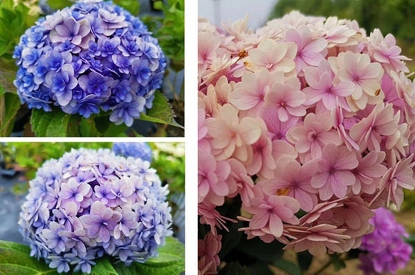 Japanese Double  Hydrangea  （ Hana Temari ）花手鞠