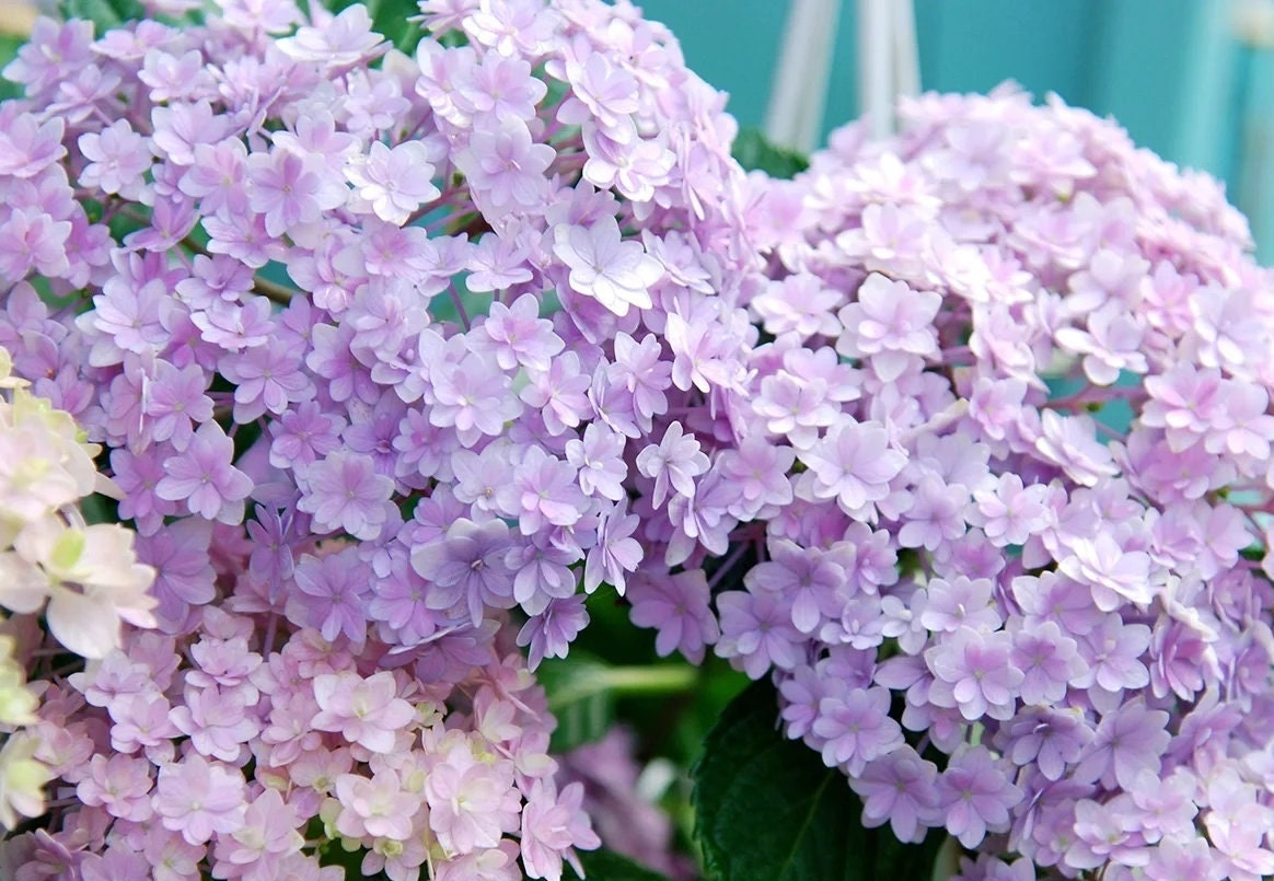 Japanese Double  Hydrangea  （ Hana Temari ）花手鞠