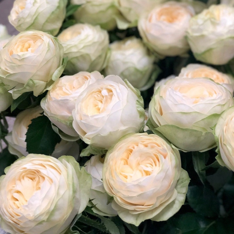 Rose 'Pure Blond' (纯金美女) (2 Gal+ Live Plant) Shrub Rose