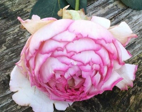 Rose 'Pink Yves Piaget' (粉色伊芙伯爵) (2 Gal+ Live Plant) Shrub Rose