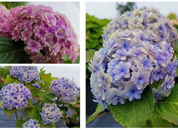 Japanese Double Hydrangea 'Hana Temari' (花手鞠) 1 Gal