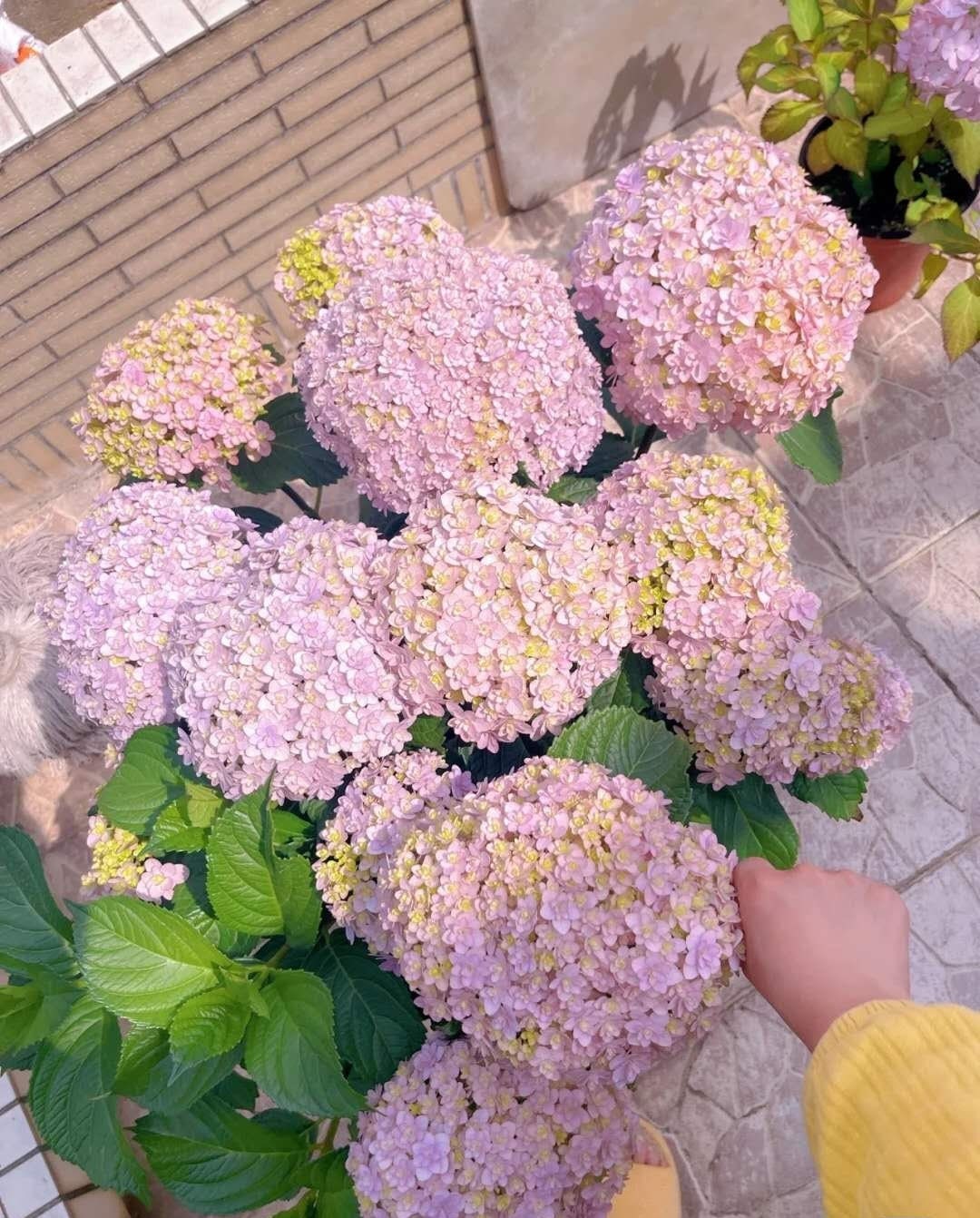 Japanese Double  Hydrangea  （ Hana Temari ）花手鞠