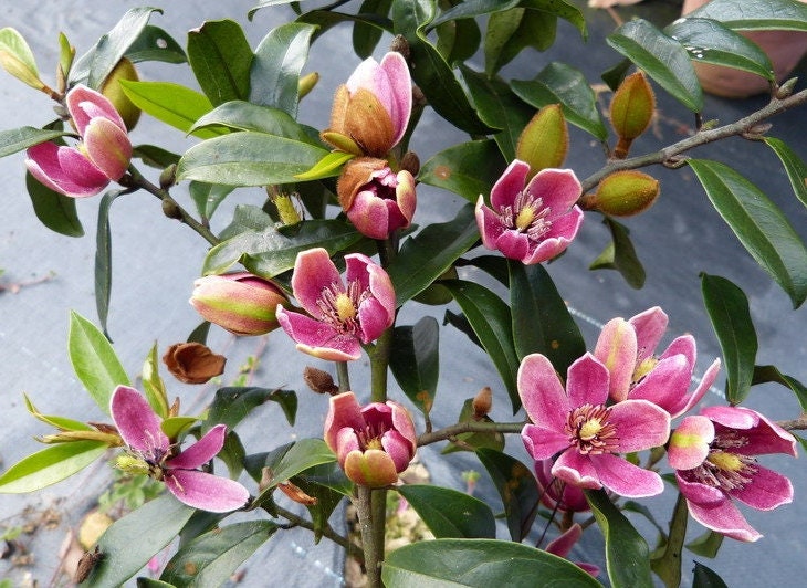 Magnolia (Michelia) figo ssp. crassipes 'Royal Robes' (紫花含笑) (2 Gal Live Plant)