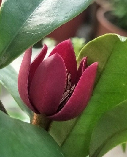 Magnolia (Michelia) figo ssp. crassipes 'Royal Robes' (紫花含笑) (2 Gal Live Plant)