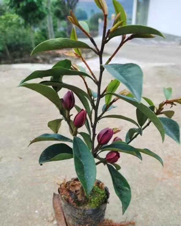 Magnolia (Michelia) figo ssp. crassipes 'Royal Robes' (紫花含笑) (2 Gal Live Plant)