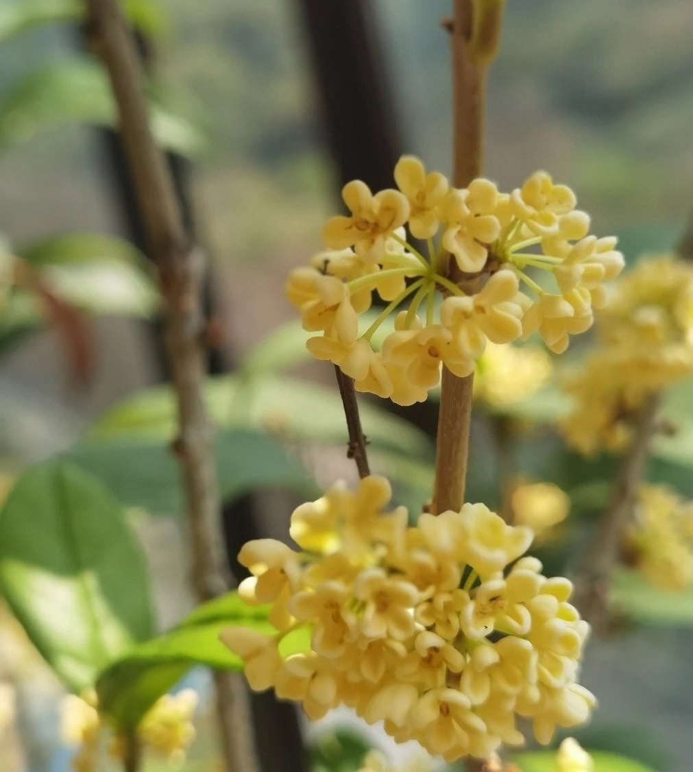 Osmanthus Fragrans 'Tian Xiang Tai Ge' (天香台阁桂花) (2 Gal Live Plant) (Fragrant)