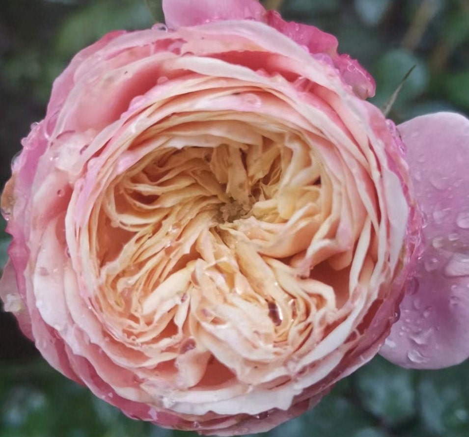 Rose 'Victoria Classic' (维多利亚经典) (2 Gal Live Plant) Shrub Rose