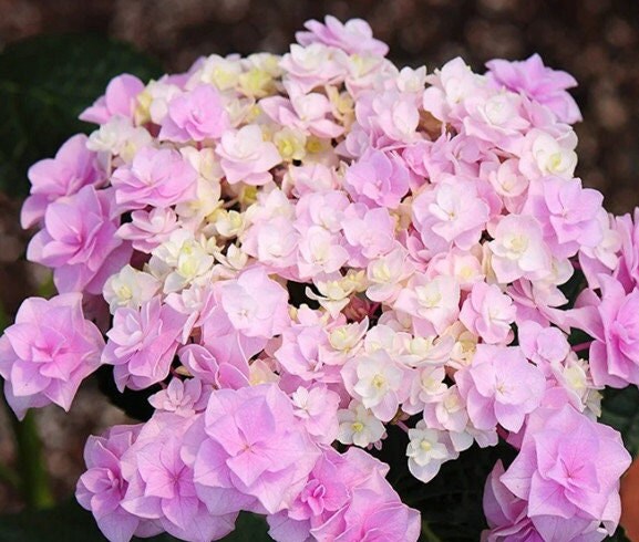 Japanese Double Hydrangea 'Head Flower' (头花) 1 Gallon Live Plant