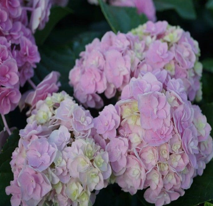 Japanese Double Hydrangea 'Head Flower' (头花) 1 Gallon Live Plant