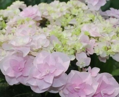 Japanese Double Hydrangea 'Head Flower' (头花) 1 Gallon Live Plant