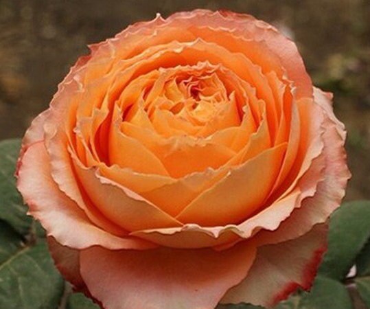 Rose 'Orange Romantica' (浪漫橙色) (2 Gal Live Plant) Shrub Rose