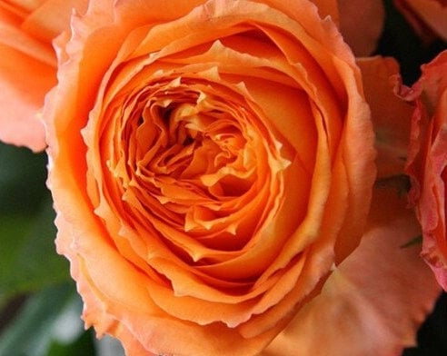 Rose 'Orange Romantica' (浪漫橙色) (2 Gal Live Plant) Shrub Rose