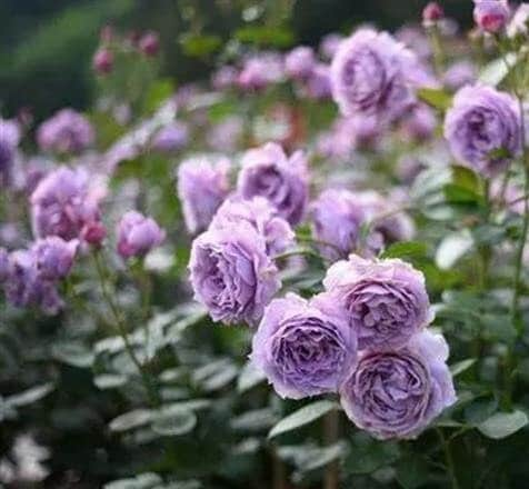 Rose 'Novalis' (诺瓦利斯) (3 Gal+ Live Plant) Shrub Rose