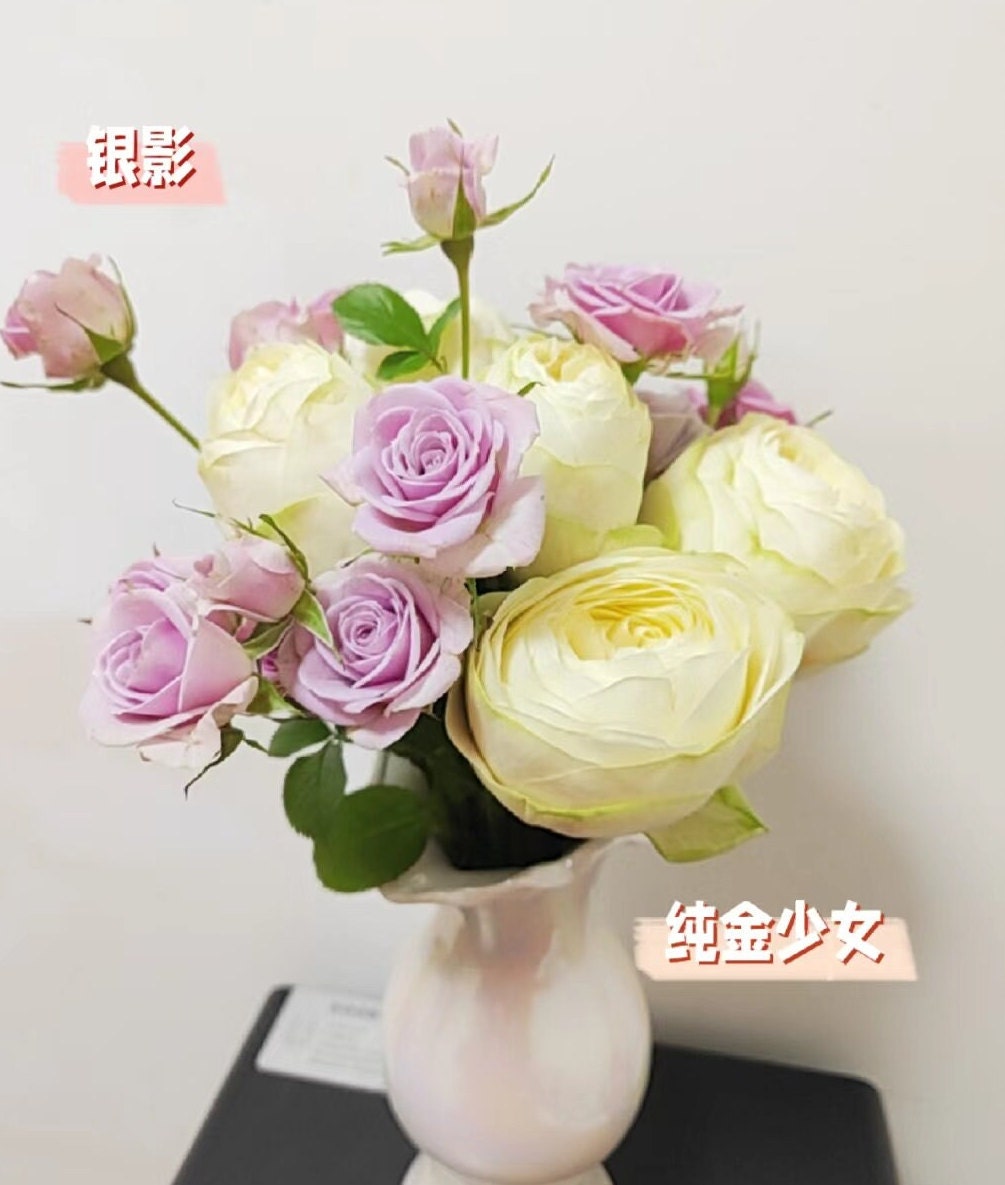 Rose 'Pure Blond' (纯金美女) (2 Gal+ Live Plant) Shrub Rose