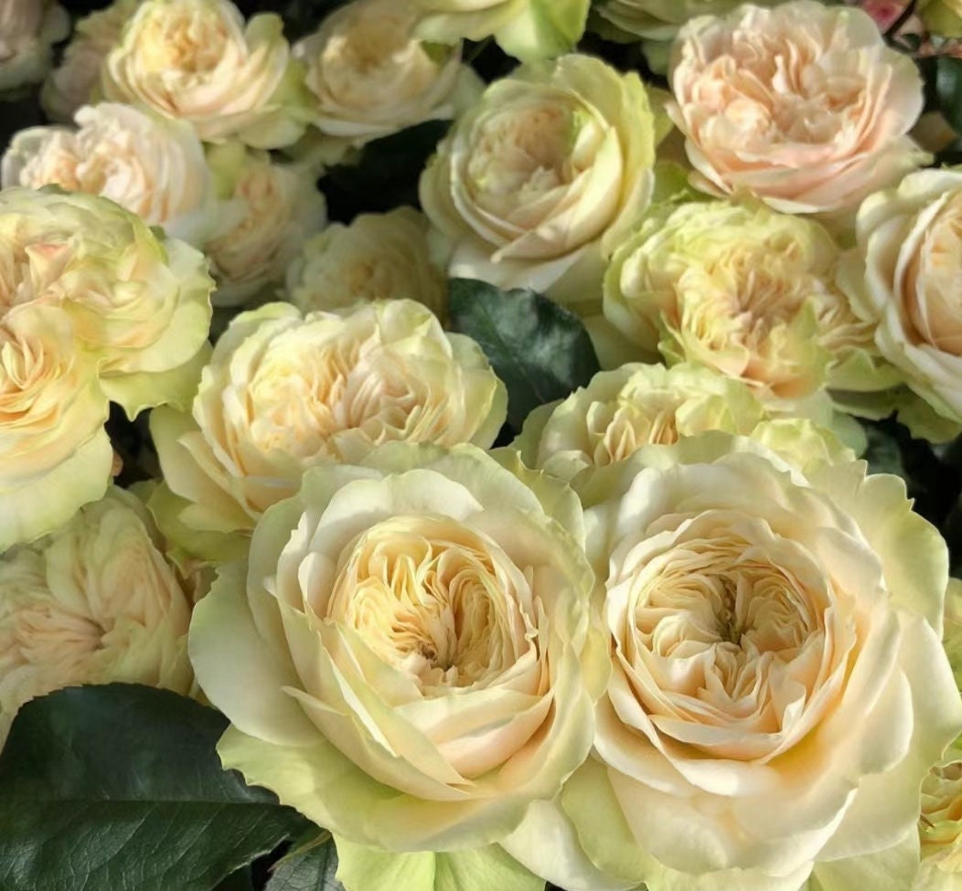 Rose 'Victoria Wedding' (维多利亚婚礼) (1Gal+ Live Plant) Shrub Rose
