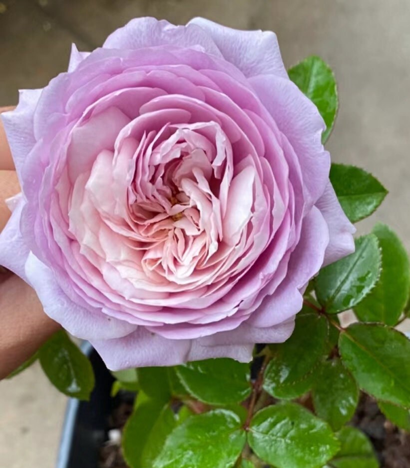 Rose 'The Pride' (荣耀) (1 Gal+ Live Plant) Shrub Rose