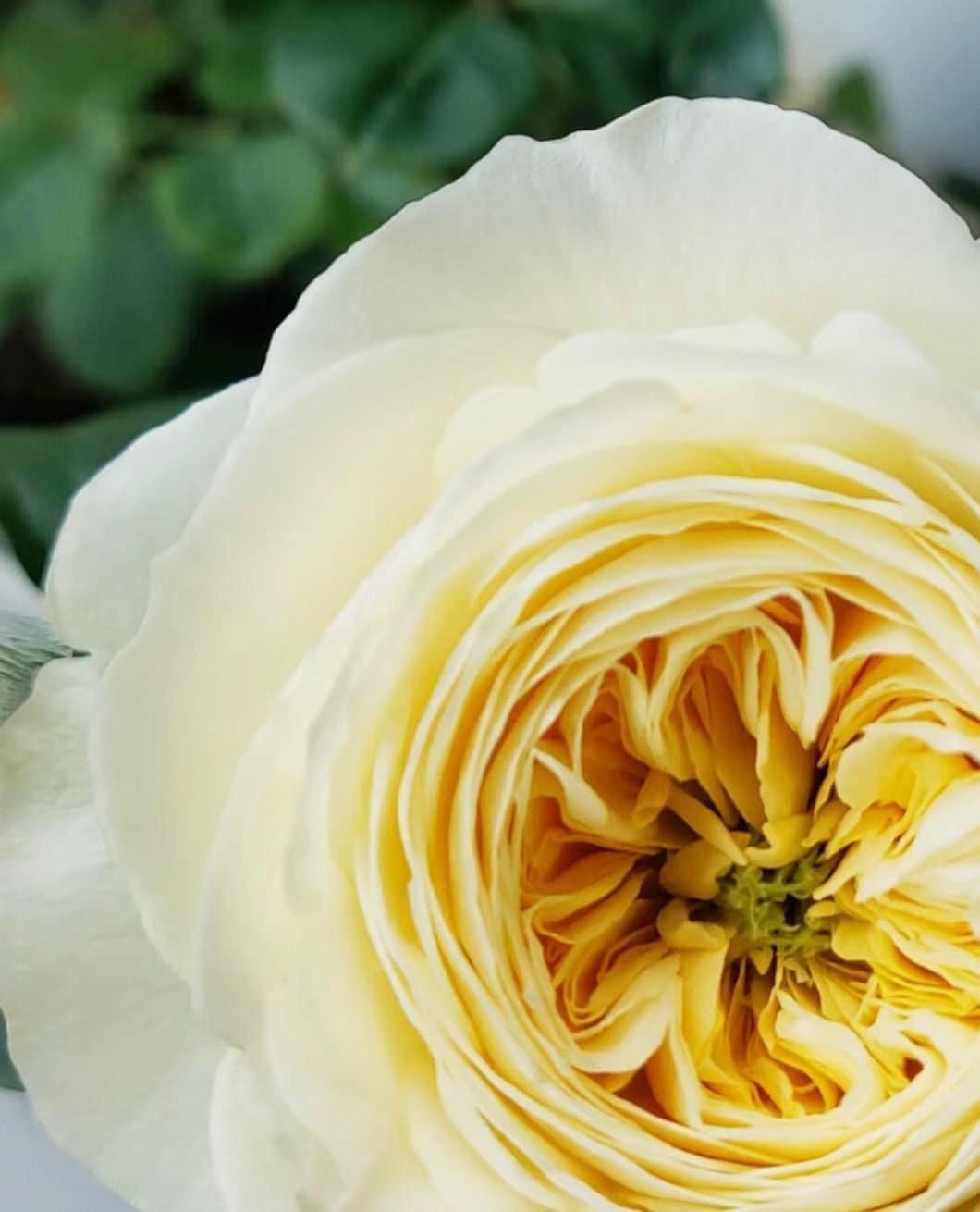 Rose 'Royal Park' (皇家园林) (1 Gal+ Live Plant) Shrub Rose
