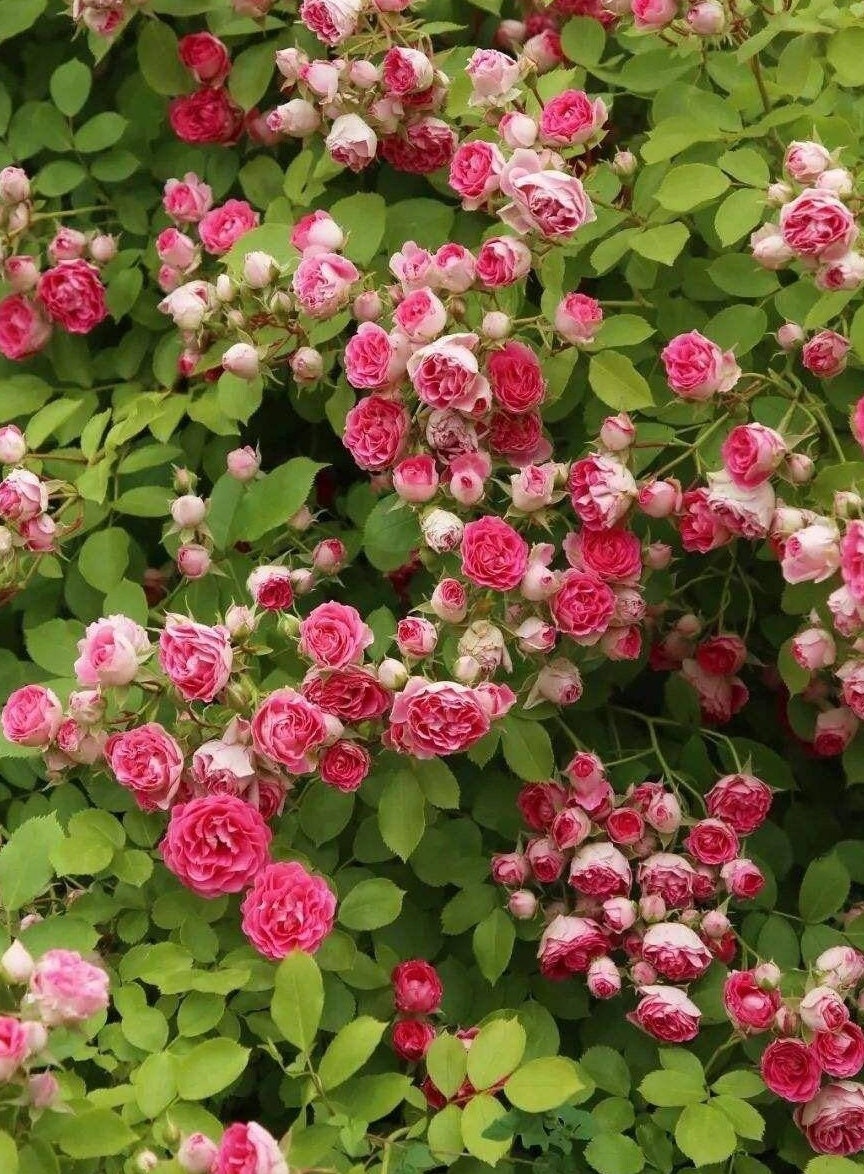 Climbing Rose ROUGE (胭脂扣) (1 Gal+ Live Plant)