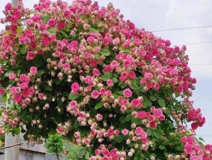 Climbing Rose ROUGE (胭脂扣) (1 Gal+ Live Plant)