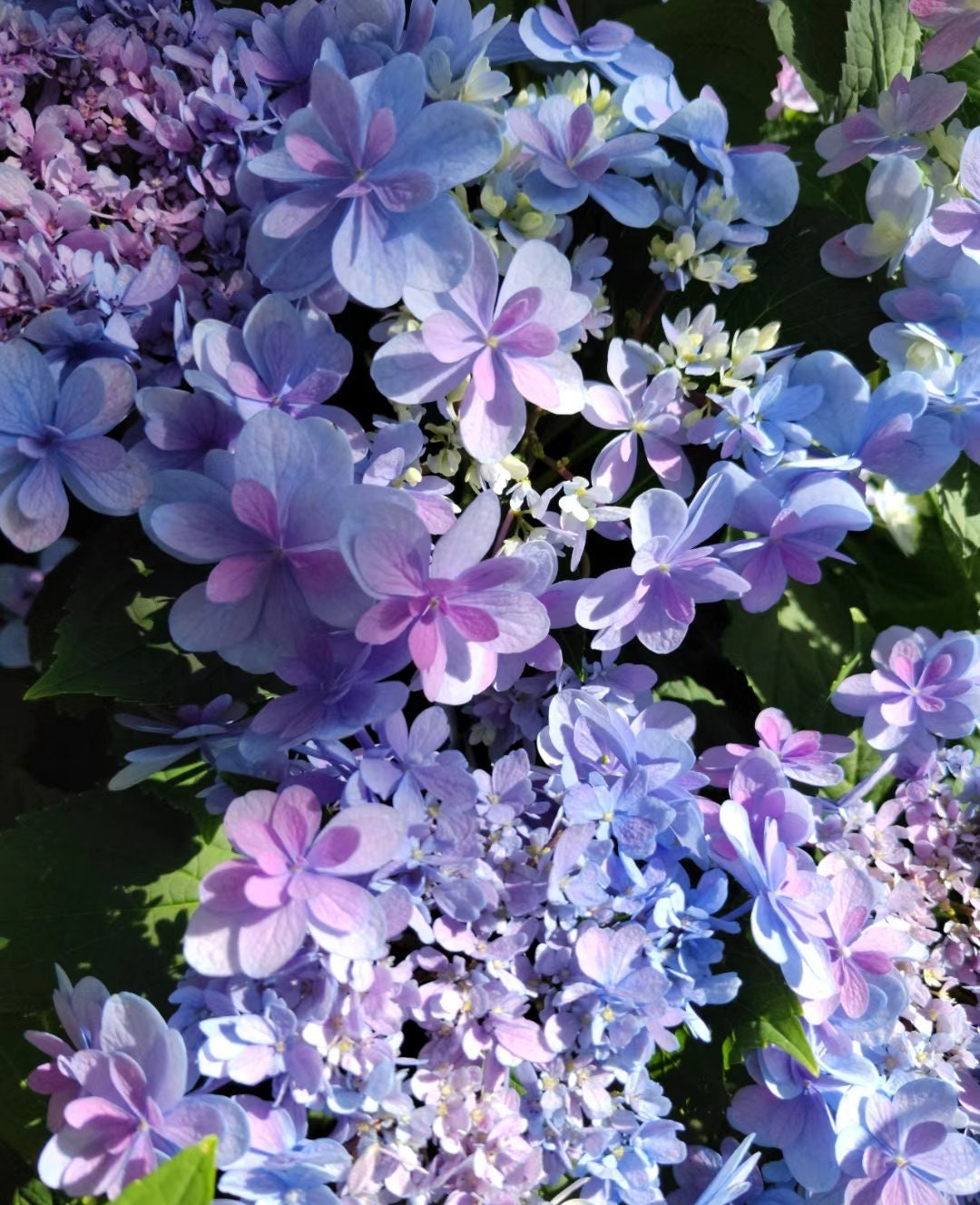 Japanese Double Hydrangea 'Jiacheng' (佳澄) 1 Gallon Live Plant