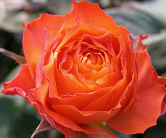 Rose 'Orange Romantica' (浪漫橙色) (2 Gal Live Plant) Shrub Rose