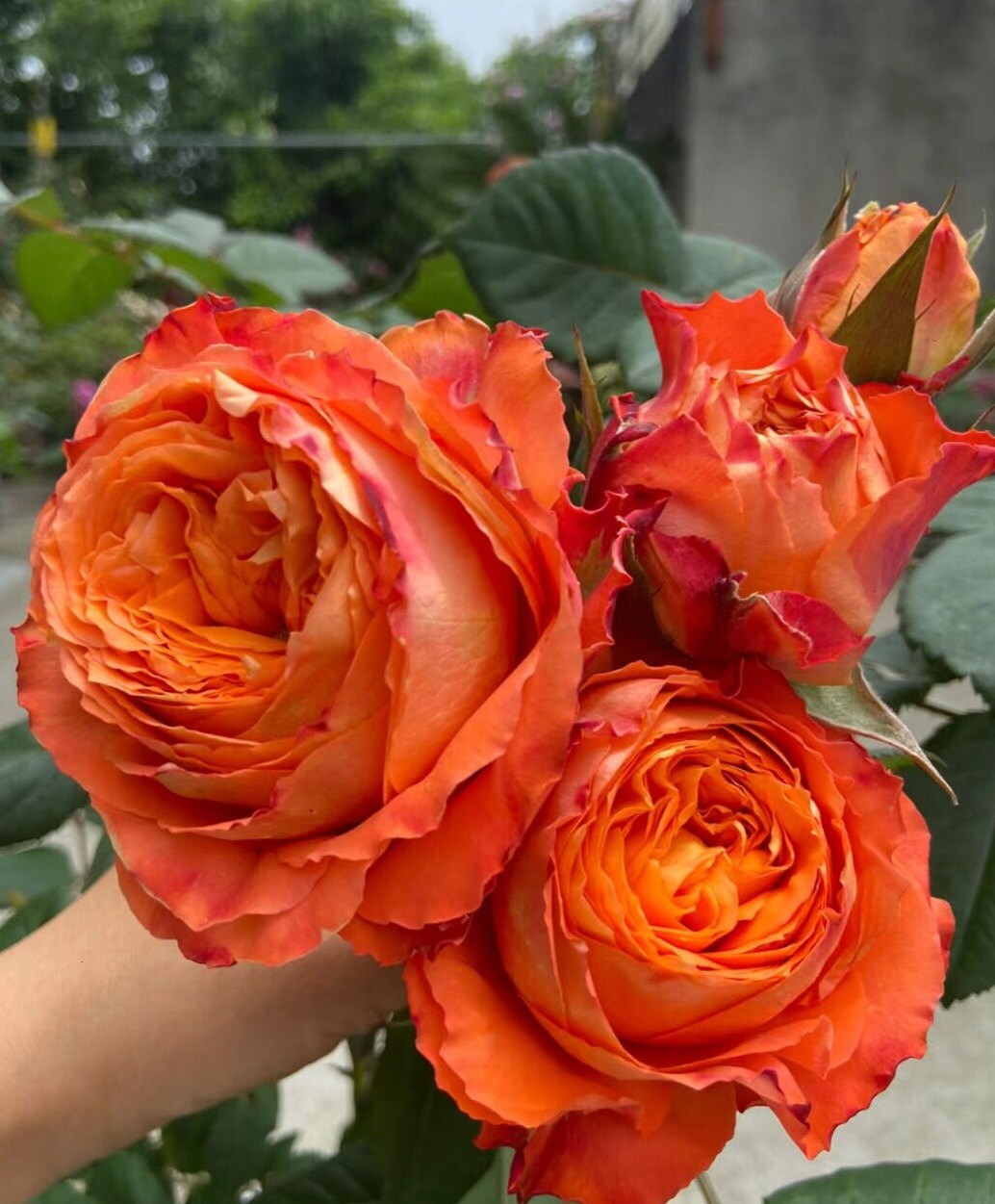 Rose 'Orange Romantica' (浪漫橙色) (2 Gal Live Plant) Shrub Rose