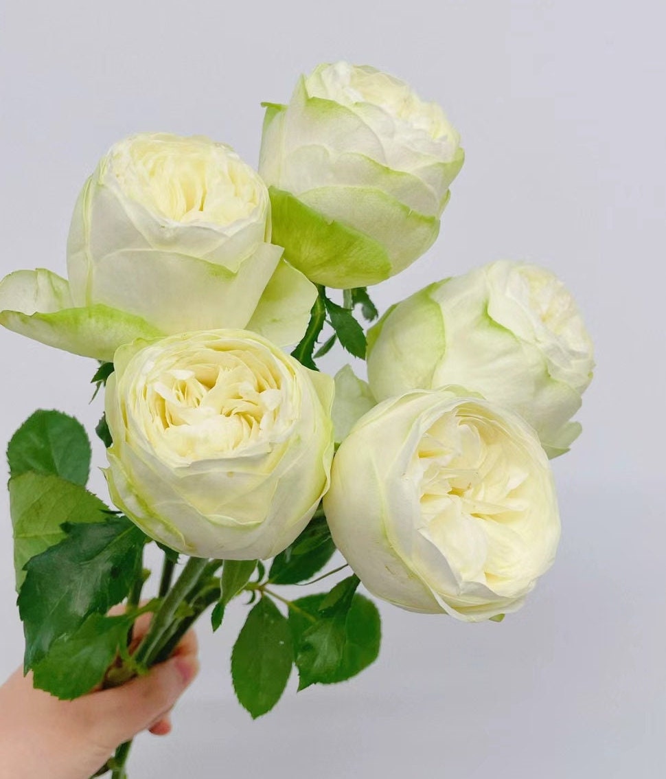 Rose 'Pure Blond' (纯金美女) (2 Gal+ Live Plant) Shrub Rose