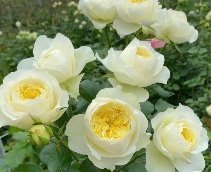 Rose 'Royal Park' (皇家园林) (1 Gal+ Live Plant) Shrub Rose