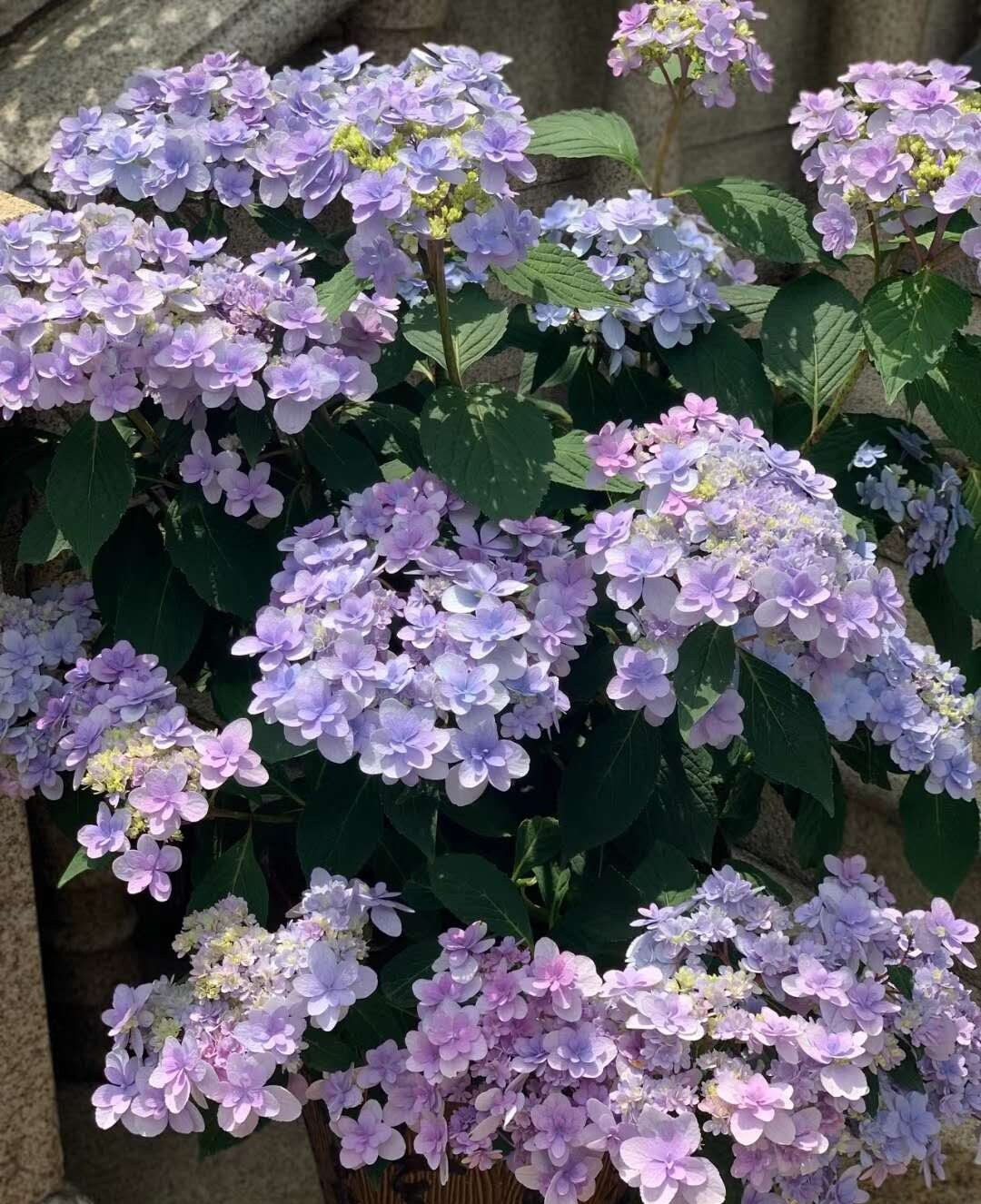 Japanese Double Hydrangea 'Jiacheng' (佳澄) 1 Gallon Live Plant