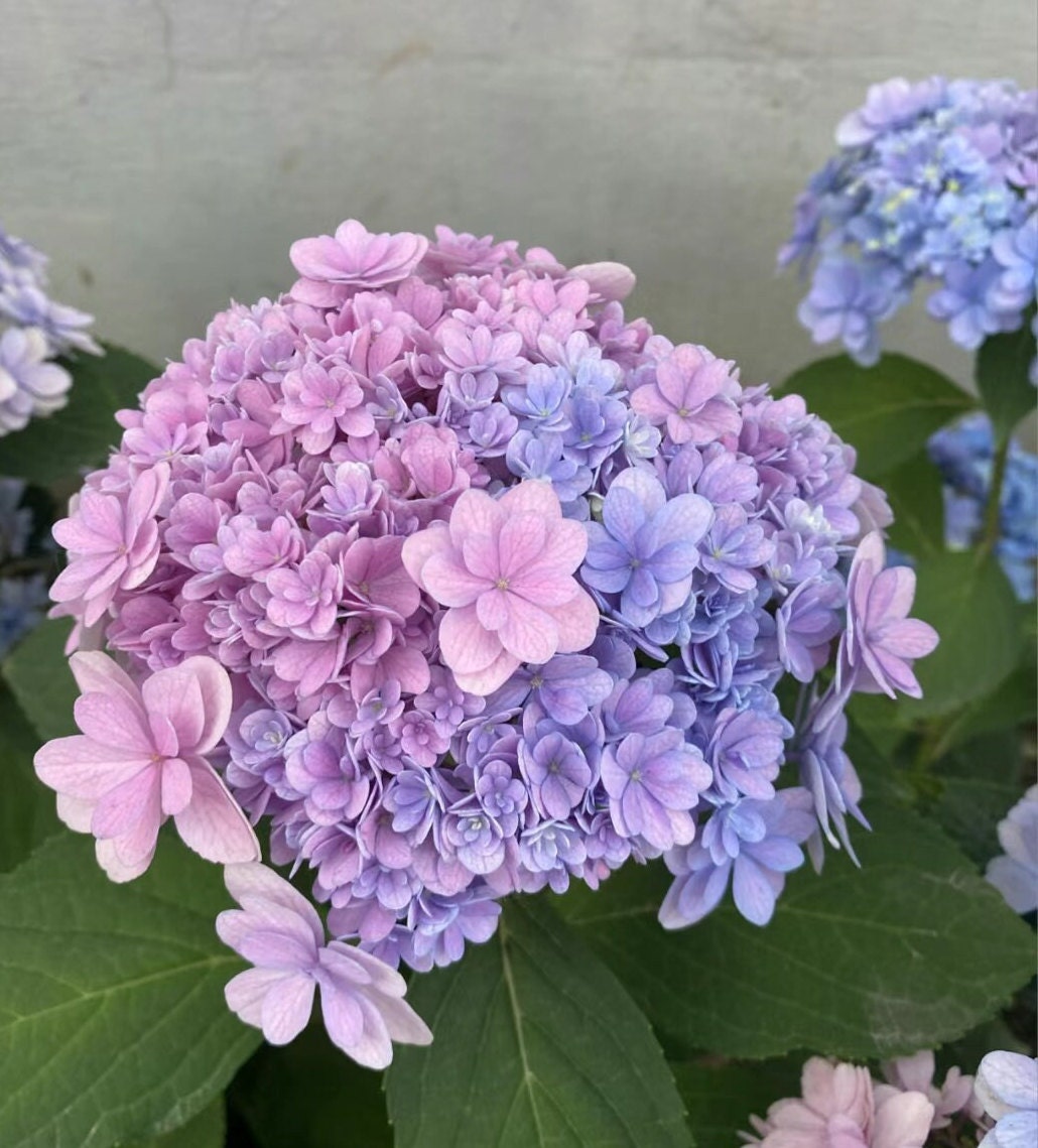 Japanese Double Hydrangea 'Jiacheng' (佳澄) 1 Gallon Live Plant