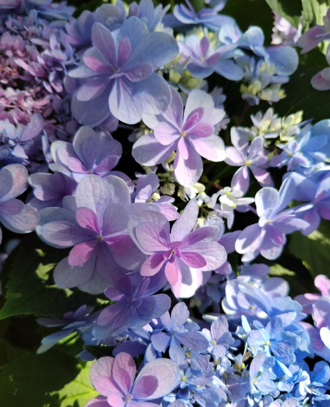 Japanese Double Hydrangea 'Jiacheng' (佳澄) 1 Gallon Live Plant