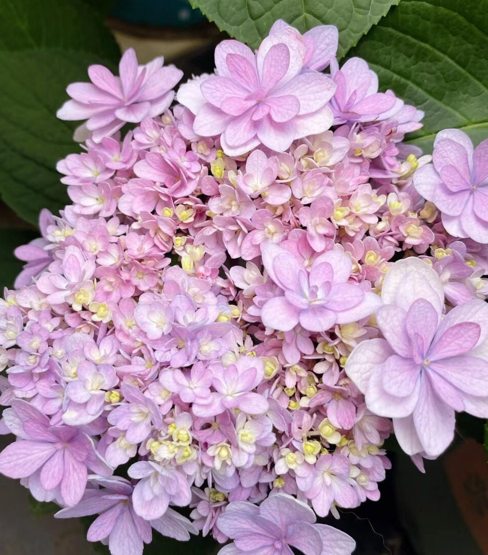 Japanese Double Hydrangea 'Jiacheng' (佳澄) 1 Gallon Live Plant