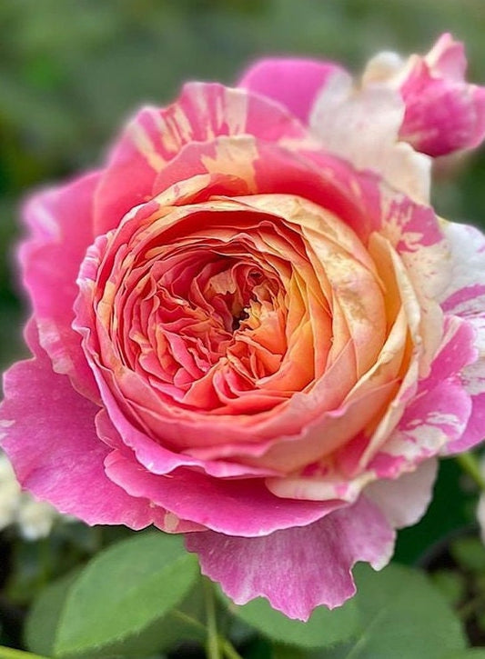 Rose 'Claude Monet' (莫奈) (1 Gal+ Live Plant) Shrub Rose